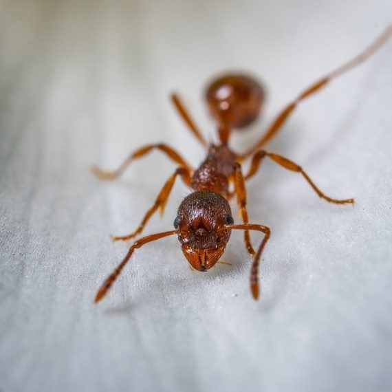 Field Ants, Pest Control in Romford, Rise Park, RM1. Call Now! 020 8166 9746