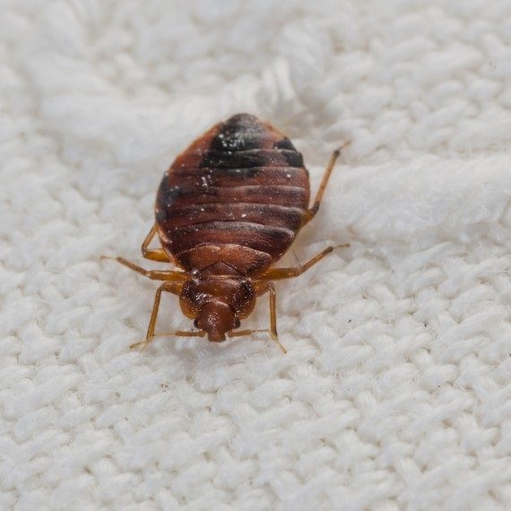 Bed Bugs, Pest Control in Romford, Rise Park, RM1. Call Now! 020 8166 9746