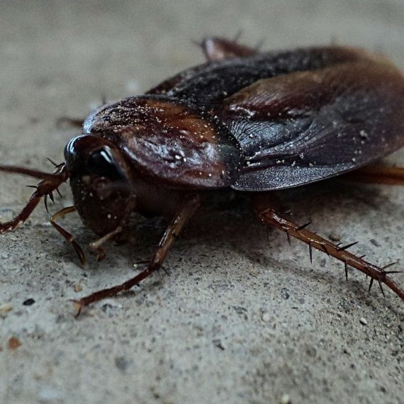 Cockroaches, Pest Control in Romford, Rise Park, RM1. Call Now! 020 8166 9746