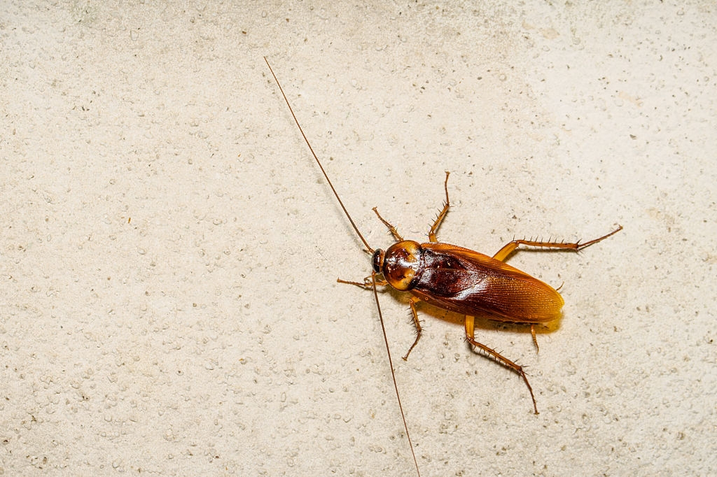 Cockroach Control, Pest Control in Romford, Rise Park, RM1. Call Now 020 8166 9746