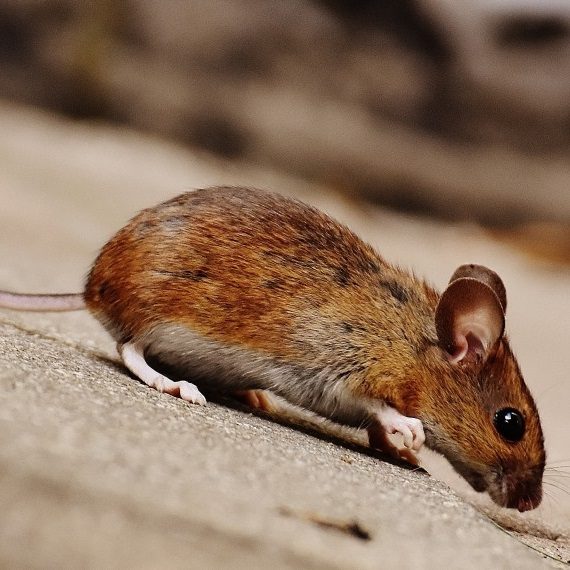 Mice, Pest Control in Romford, Rise Park, RM1. Call Now! 020 8166 9746