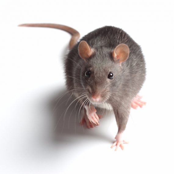 Rats, Pest Control in Romford, Rise Park, RM1. Call Now! 020 8166 9746