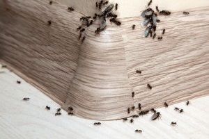 Ant Control, Pest Control in Romford, Rise Park, RM1. Call Now 020 8166 9746