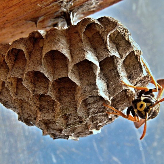 Wasps Nest, Pest Control in Romford, Rise Park, RM1. Call Now! 020 8166 9746