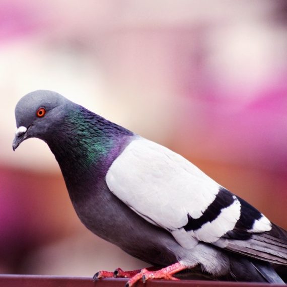 Birds, Pest Control in Romford, Rise Park, RM1. Call Now! 020 8166 9746