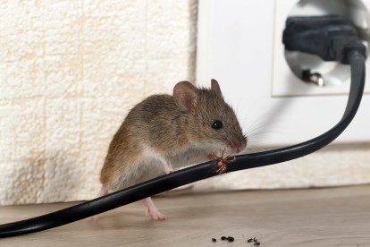 Pest Control in Romford, Rise Park, RM1. Call Now! 020 8166 9746
