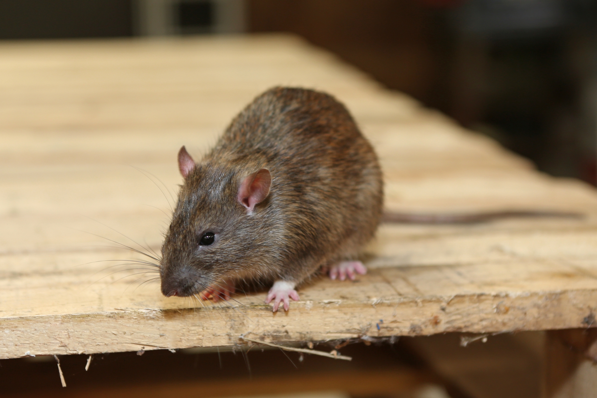 Rat extermination, Pest Control in Romford, Rise Park, RM1. Call Now 020 8166 9746