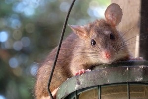 Rat Infestation, Pest Control in Romford, Rise Park, RM1. Call Now 020 8166 9746
