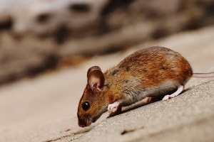 Mice Exterminator, Pest Control in Romford, Rise Park, RM1. Call Now 020 8166 9746