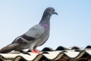 Pigeon Control, Pest Control in Romford, Rise Park, RM1. Call Now 020 8166 9746
